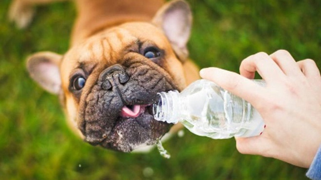 perro bebiendo para evitar un golpe de calor