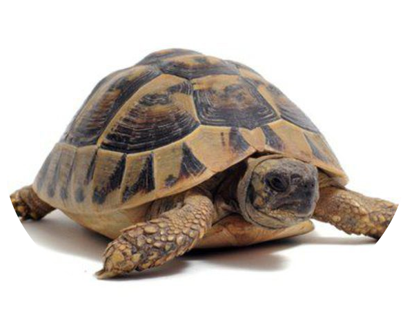 imagen relacionada con el caparazón tortuga