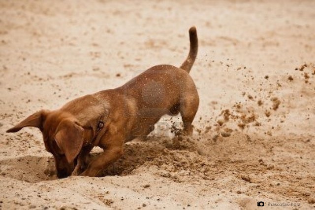 imagen relacionada con los perros que rascan el suelo