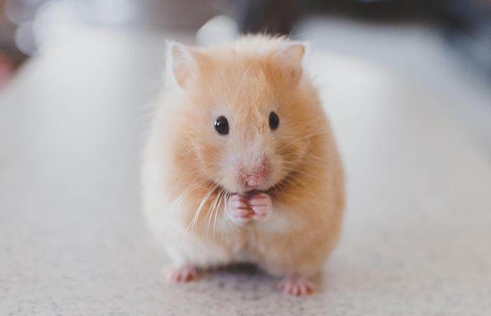 imagen relacionada con el estrés de los hamsters