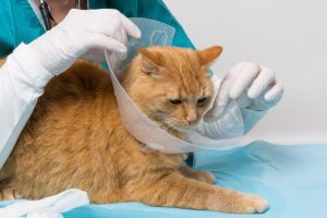 imagen relacionada con esterilizar gata