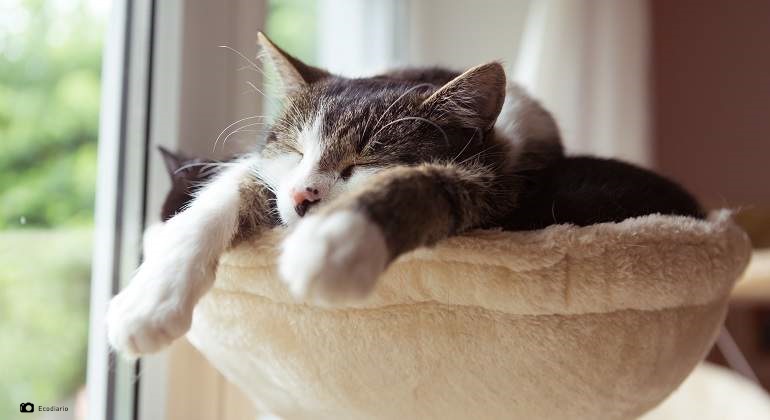 Qué Hacer Si Tu gato Esta Aburrido En Casa? | Terraviva